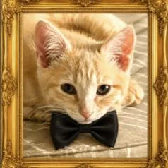 A young medium-sized male Buff / Tan / Fawn Domestic Short Hair cat named Sushi for adoption in Spokane, WA