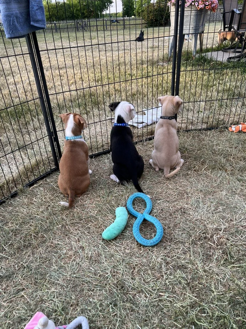 A baby medium-sized male Mixed Breed dog named Conway for adoption in Elkhorn, WI