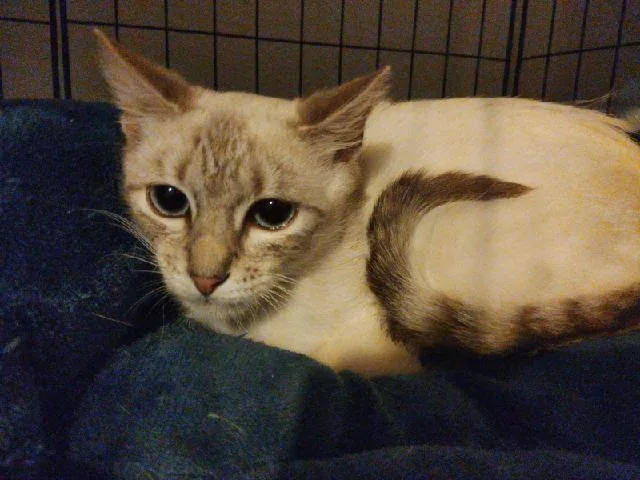 A baby medium-sized male Cream / Ivory Siamese cat named Ensley for adoption in Deltona, FL