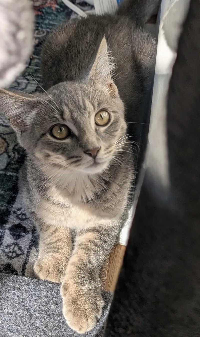 A baby small-sized male Domestic Short Hair cat named Tuk for adoption in Havertown, PA