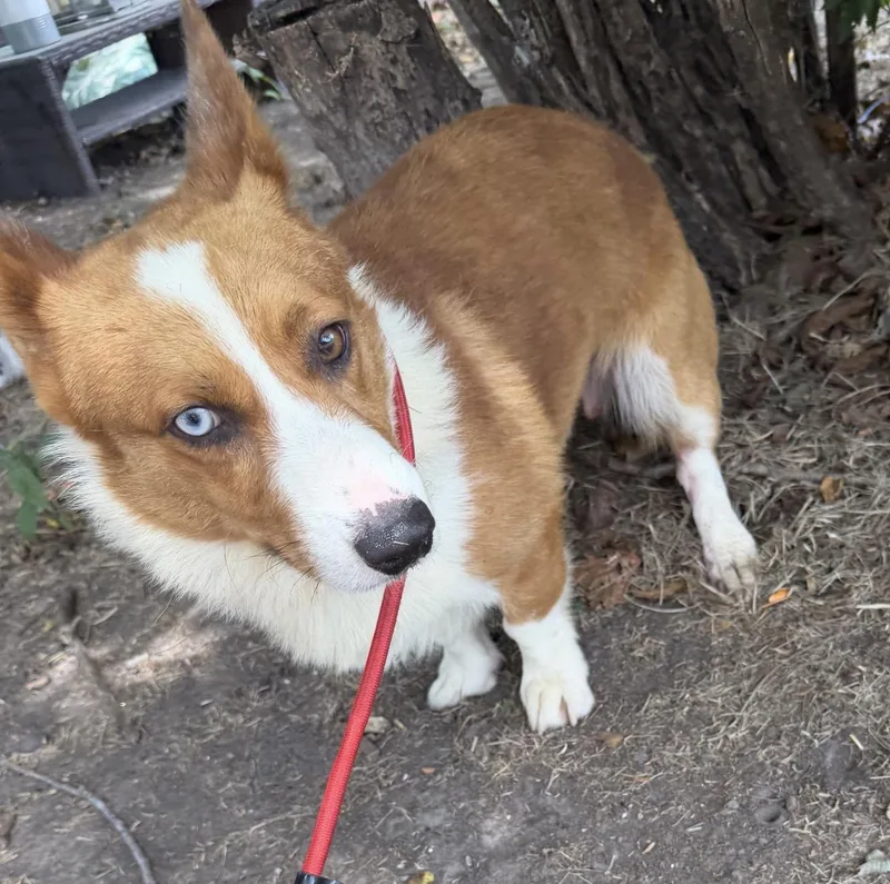 An adult medium-sized male Corgi dog named Brantley for adoption in Louise, TX