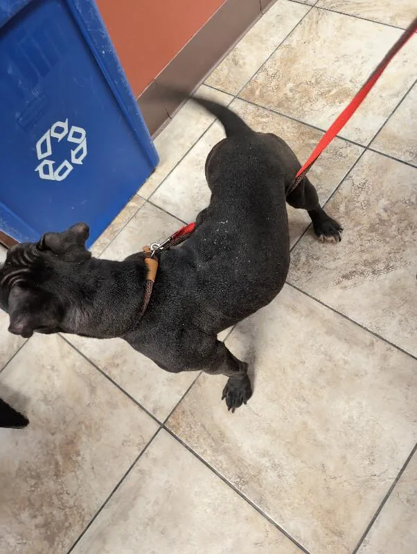 An adult medium-sized female Black Mixed Breed dog named Snort Snort for adoption in Cincinnati, OH