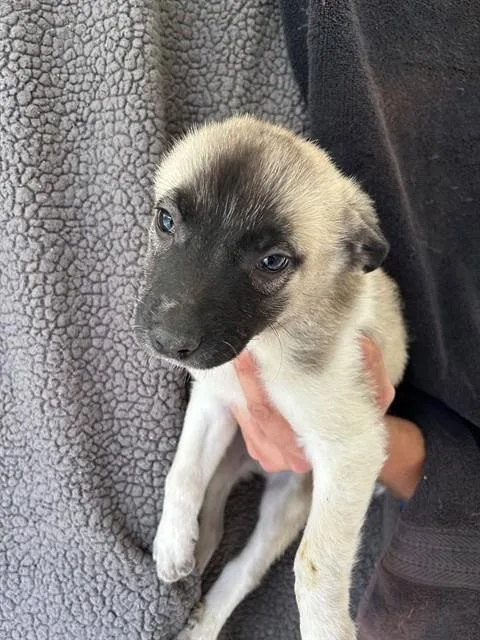A baby large-sized male Anatolian Shepherd dog named Coyote for adoption in Cookeville, TN