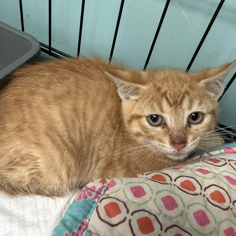 A baby medium-sized male Tabby (Orange / Red) Domestic Short Hair cat named Santiago for adoption in Hudson, NY