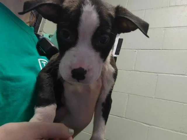 A baby small-sized male Pit Bull Terrier dog named Nick for adoption in Tulsa, OK