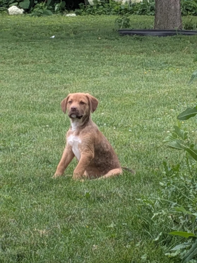 A baby large-sized male Golden Mixed Breed dog named Poe for adoption in Kenosha, WI