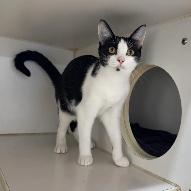 A young medium-sized female Domestic Short Hair cat named Inky for adoption in Breese, IL