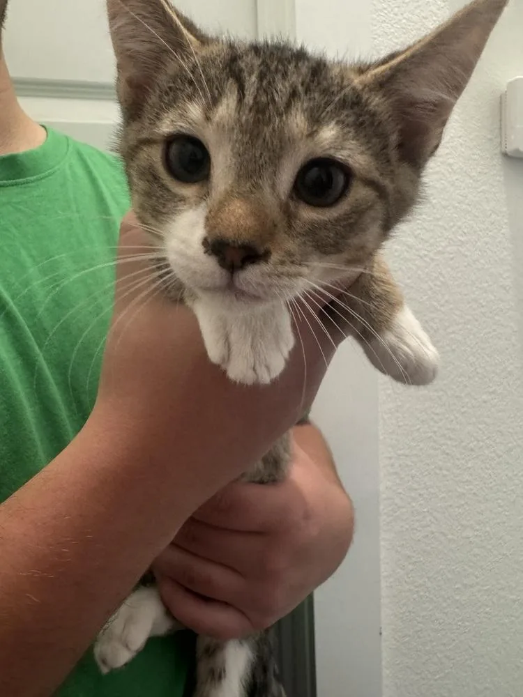 A baby small-sized male Domestic Short Hair cat named Zabivaka for adoption in Dallas, TX