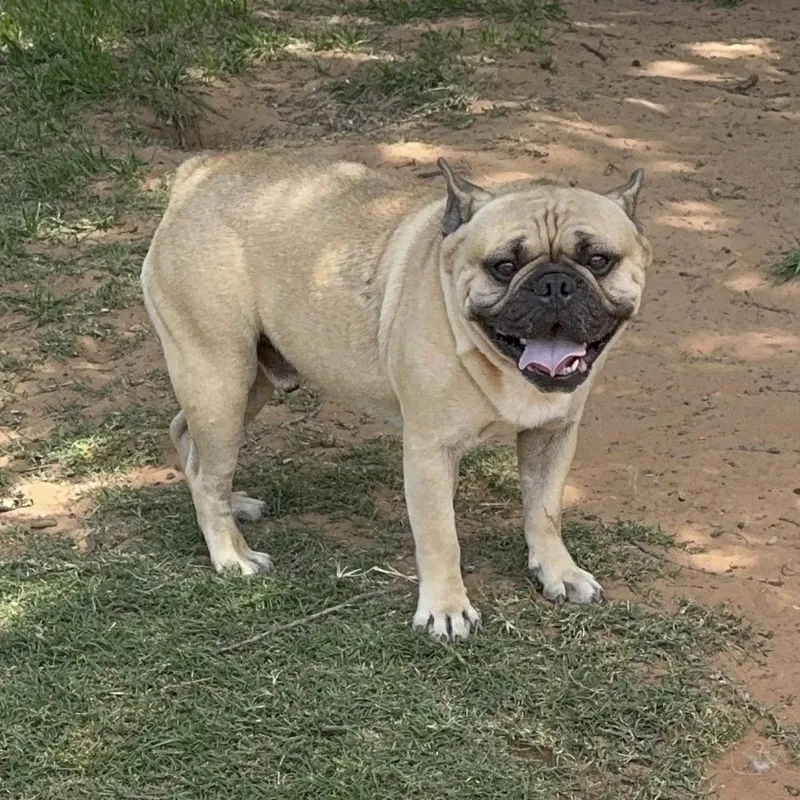 A young medium-sized male Yellow / Tan / Blond / Fawn French Bulldog dog named Benny for adoption in Pelham, NH