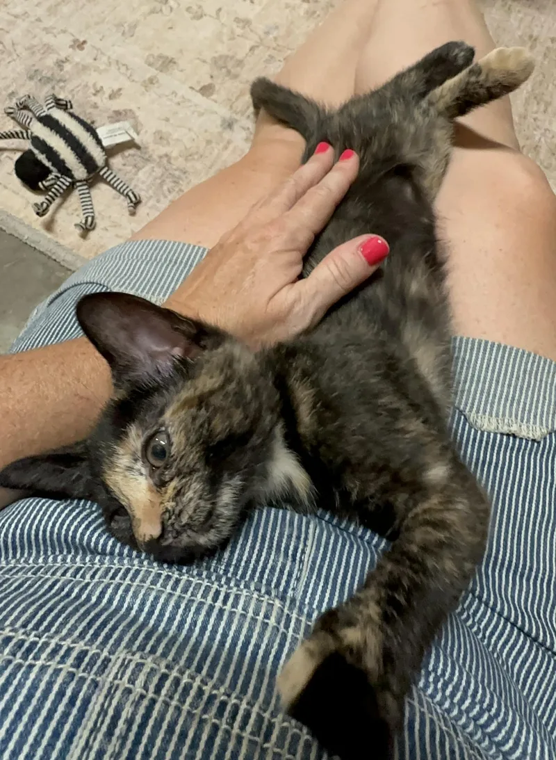 A baby medium-sized female Domestic Short Hair cat named Kit Kat for adoption in Byrdstown, TN