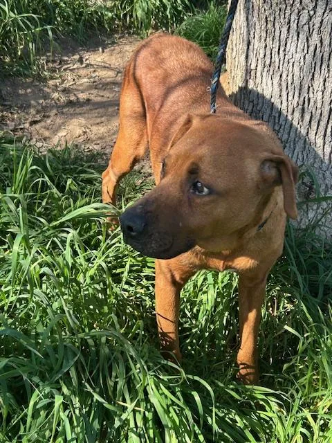 Rajah Oakhurst  CA