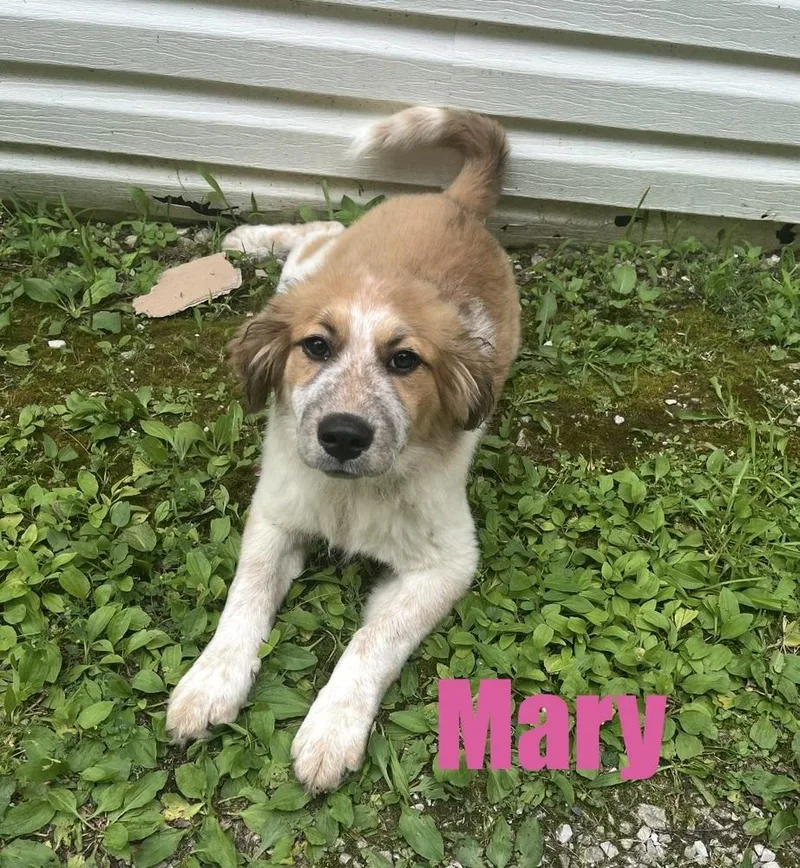 A baby large-sized female Tricolor (Brown, Black, & White) Great Pyrenees dog named Mary for adoption in Irwin, PA