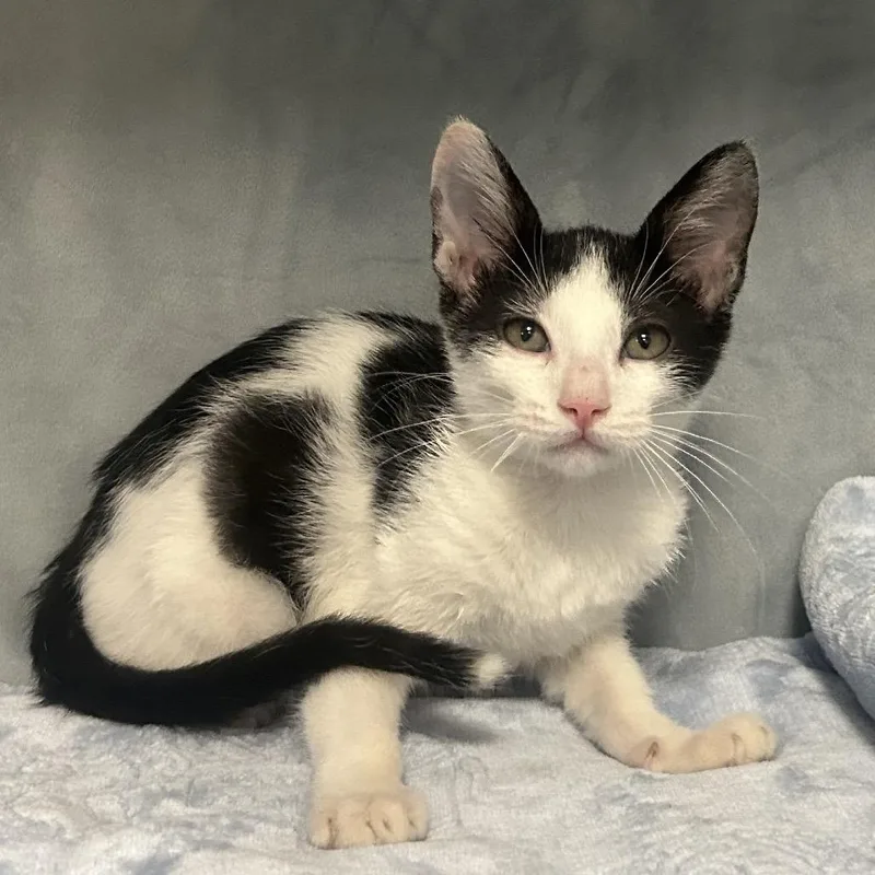 A baby small-sized male White Domestic Short Hair cat named Jasper Louisiana for adoption in Denver, CO