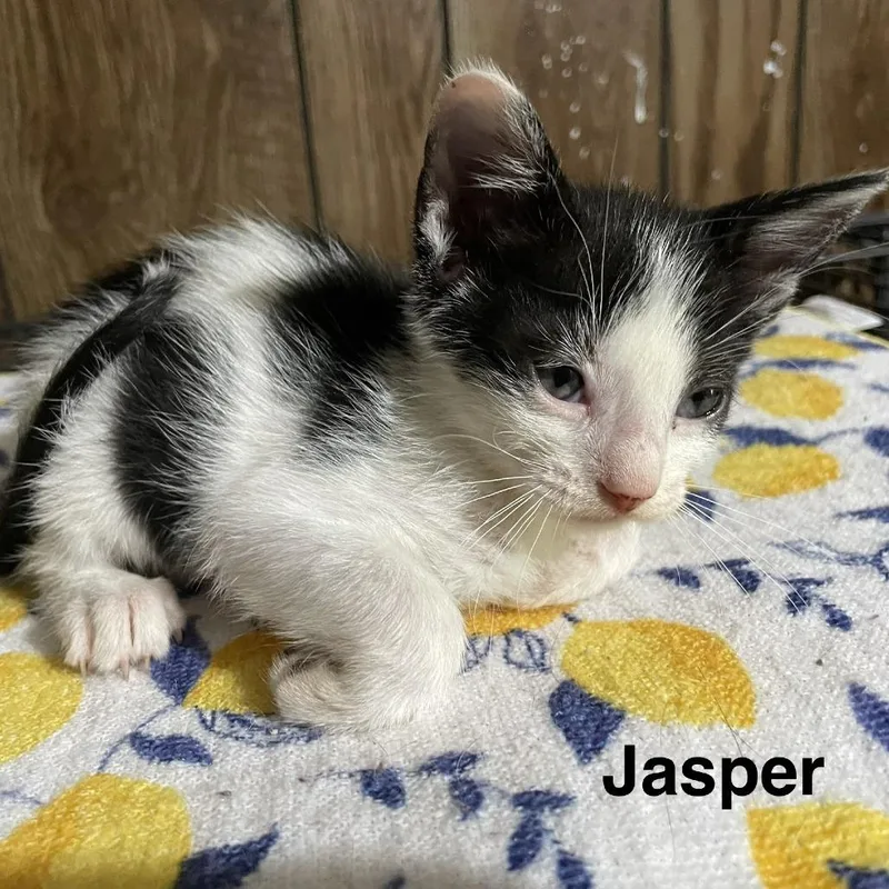 Jasper Louisiana thumbnail 2