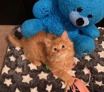 A baby small-sized male Tabby (Orange / Red) Domestic Medium Hair cat named Luke for adoption in Canal Fulton, OH