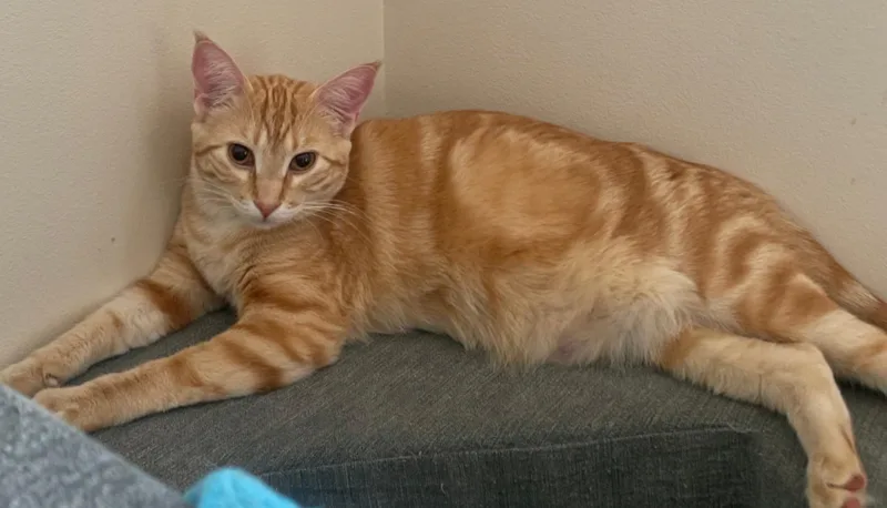 A young large-sized male Domestic Short Hair cat named Bobby for adoption in Buhl, ID