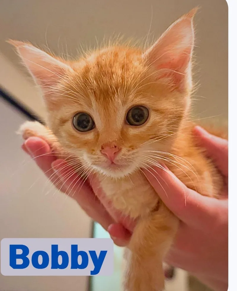 Bobby thumbnail 2