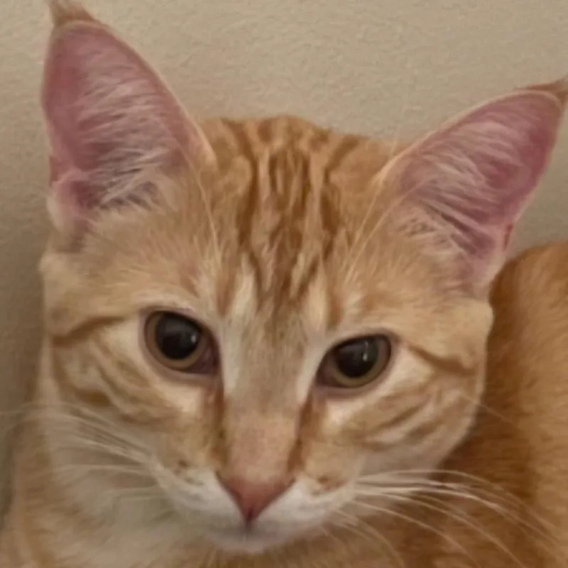 Bobby thumbnail 3