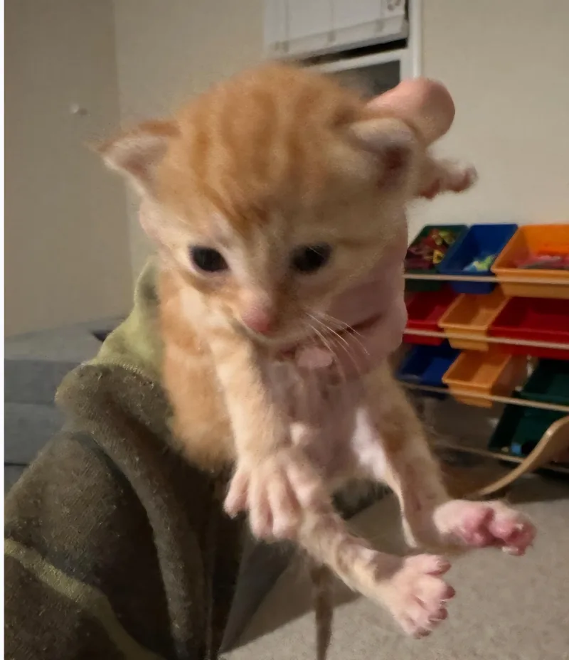 Bobby thumbnail 5