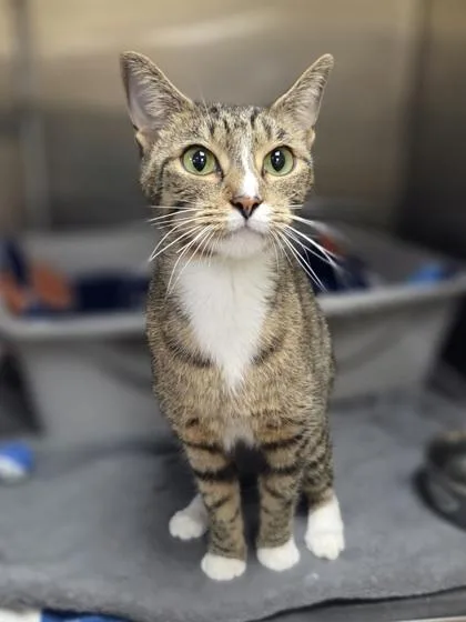 A young medium-sized female Domestic Short Hair cat named Delilah for adoption in Westland, MI