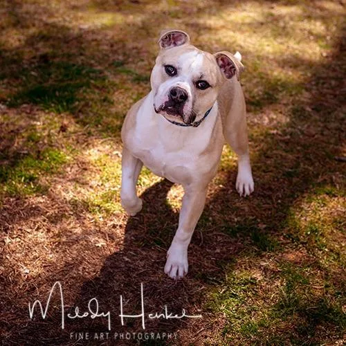 A young medium-sized male Apricot / Beige Pit Bull Terrier dog named Baptist for adoption in Brockton, MA