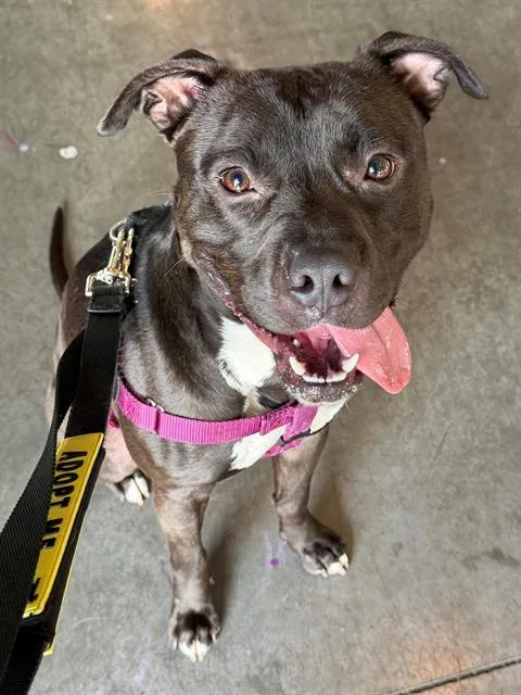 A young medium-sized male Pit Bull Terrier dog named Davey for adoption in Charlotte, NC