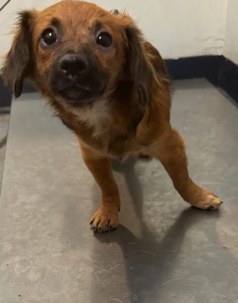 A baby small-sized male Mixed Breed dog named Teddy Tinkle for adoption in Ocala, FL