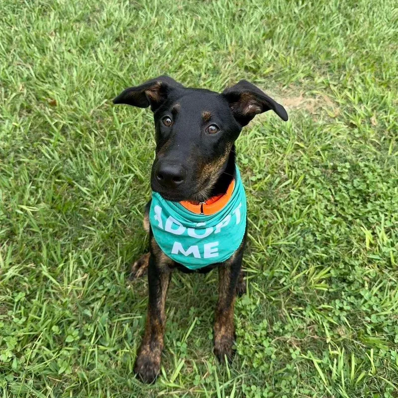 A baby medium-sized male Labrador Retriever dog named Flopsy for adoption in Houston, TX