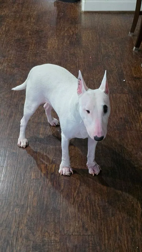 An adult medium-sized female Tricolor (Brown, Black, & White) Bull Terrier dog named Sgt. Pepper for adoption in New Braunfels, TX