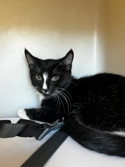 A young medium-sized female Domestic Short Hair cat named Coffee for adoption in Kalispell, MT
