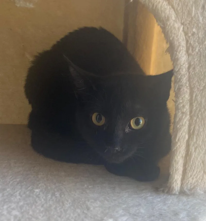 A baby medium-sized female Domestic Short Hair cat named Whitney for adoption in Cumming, GA