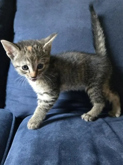 A baby small-sized female Domestic Short Hair cat named Roo for adoption in Forney, TX