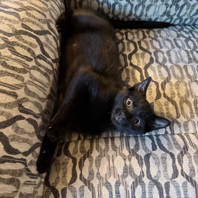 A baby small-sized male Black Domestic Short Hair cat named Rocket for adoption in Overland Park, KS