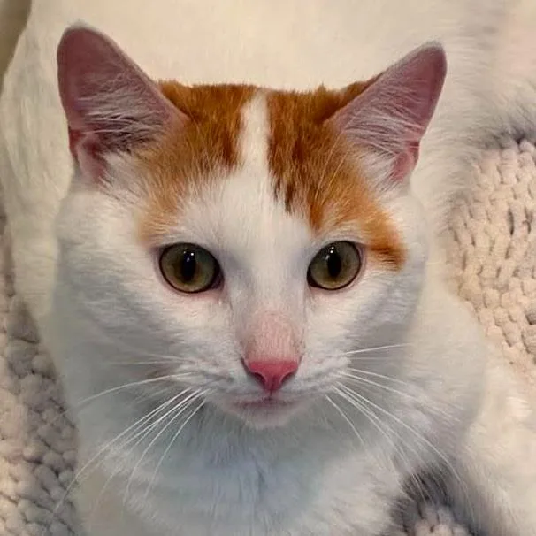 A young medium-sized male Orange & White Domestic Short Hair cat named Vito for adoption in Chicago, IL