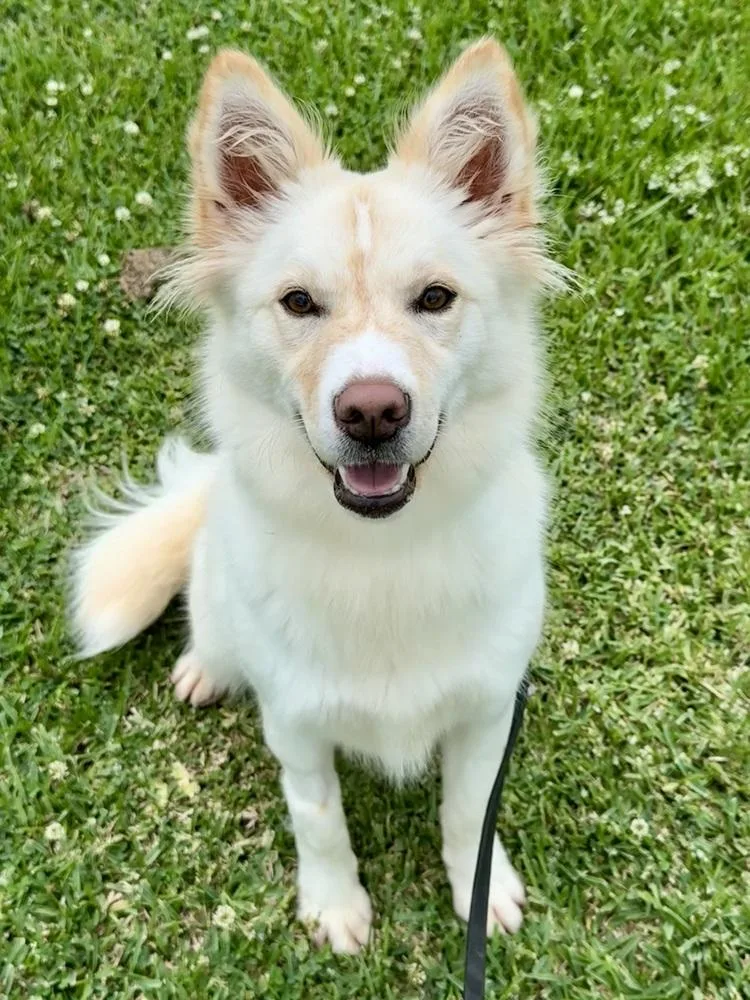 A young medium-sized female White / Cream Mixed Breed dog named Piper for adoption in San Leon, TX