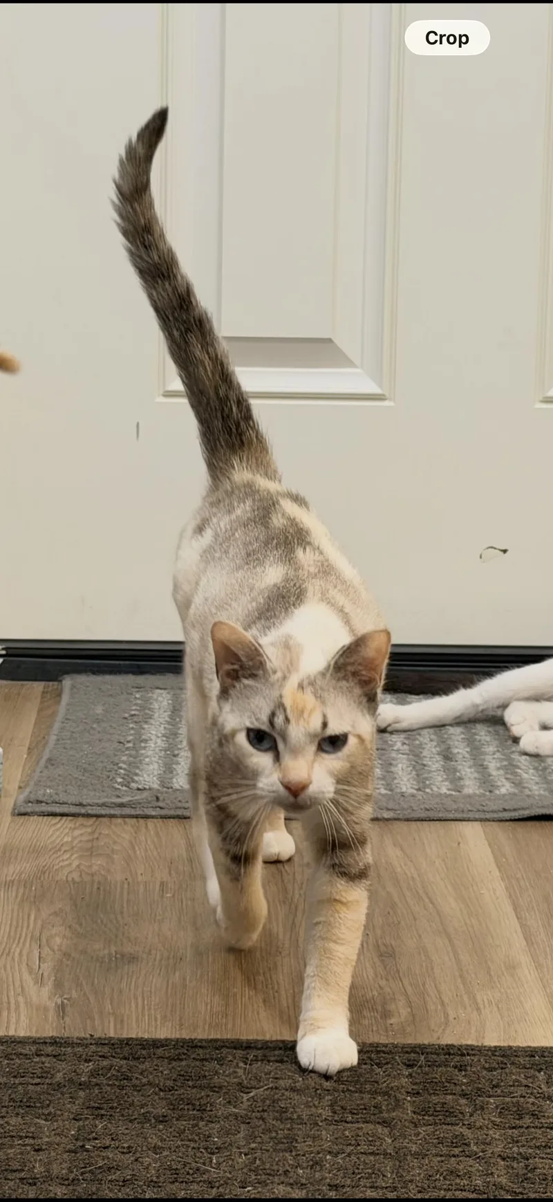 An adult medium-sized female Gray / Blue / Silver Domestic Short Hair cat named Mama for adoption in White Lake, MI