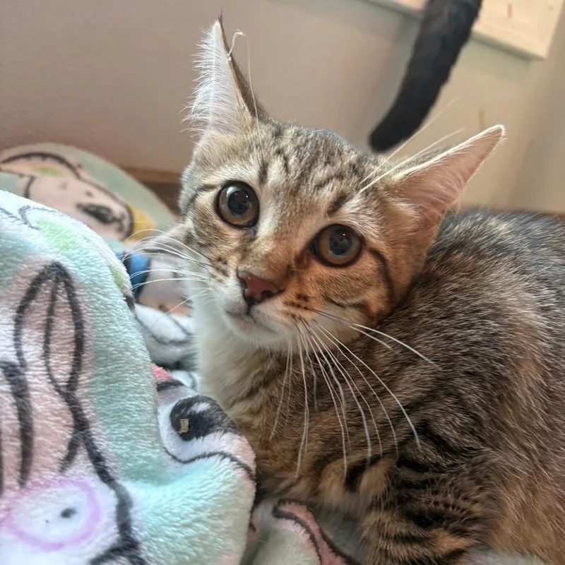 A young small-sized female Brown / Chocolate Domestic Short Hair cat named Sunny for adoption in West Des Moines, IA