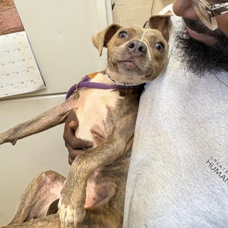 A young small-sized female Pit Bull Terrier dog named Misha for adoption in Birmingham, AL