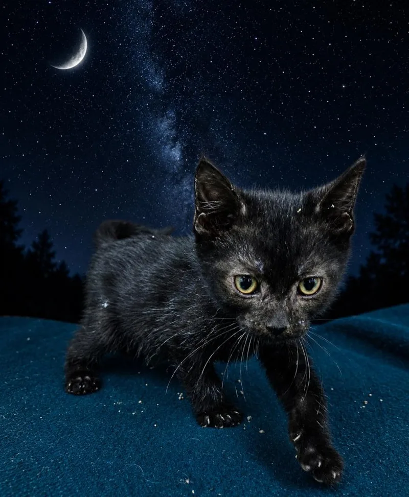 A baby small-sized male Domestic Short Hair cat named Midnight for adoption in Washington Court House, OH