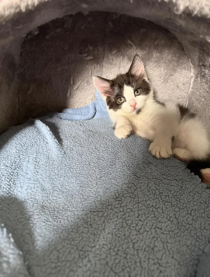 A young medium-sized male Domestic Short Hair cat named Nico for adoption in Stamford, CT