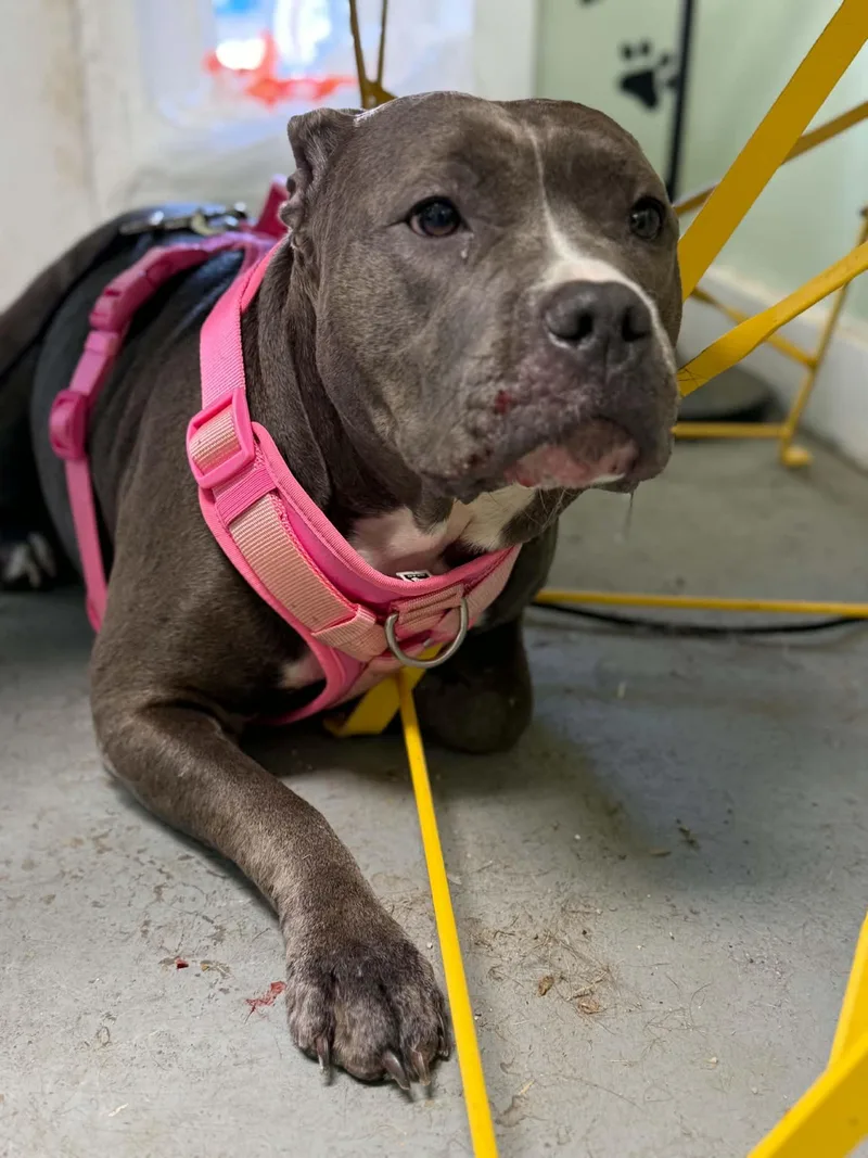 Lexi
