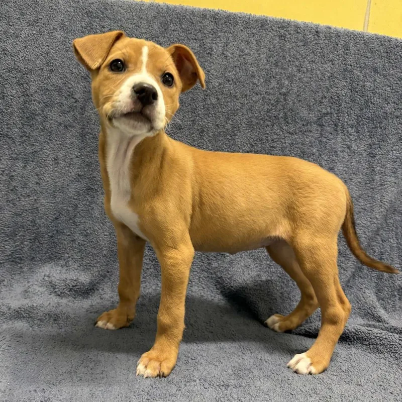 A baby small-sized female Yellow / Tan / Blond / Fawn Pit Bull Terrier dog named Cove for adoption in Beaumont, TX