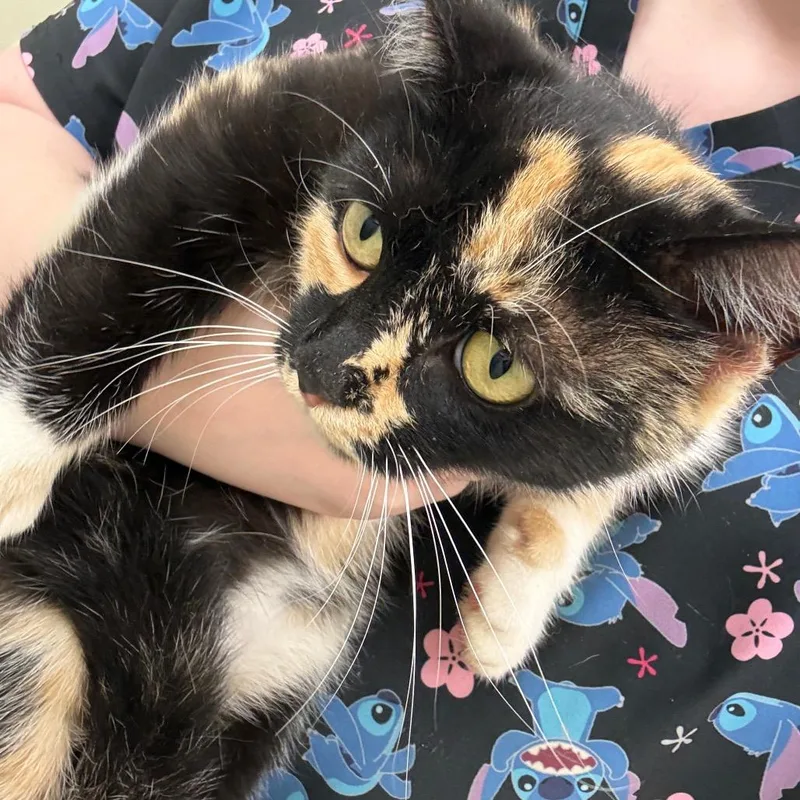 An adult medium-sized male Tortoiseshell Domestic Medium Hair cat named Pumpkin for adoption in Galax, VA