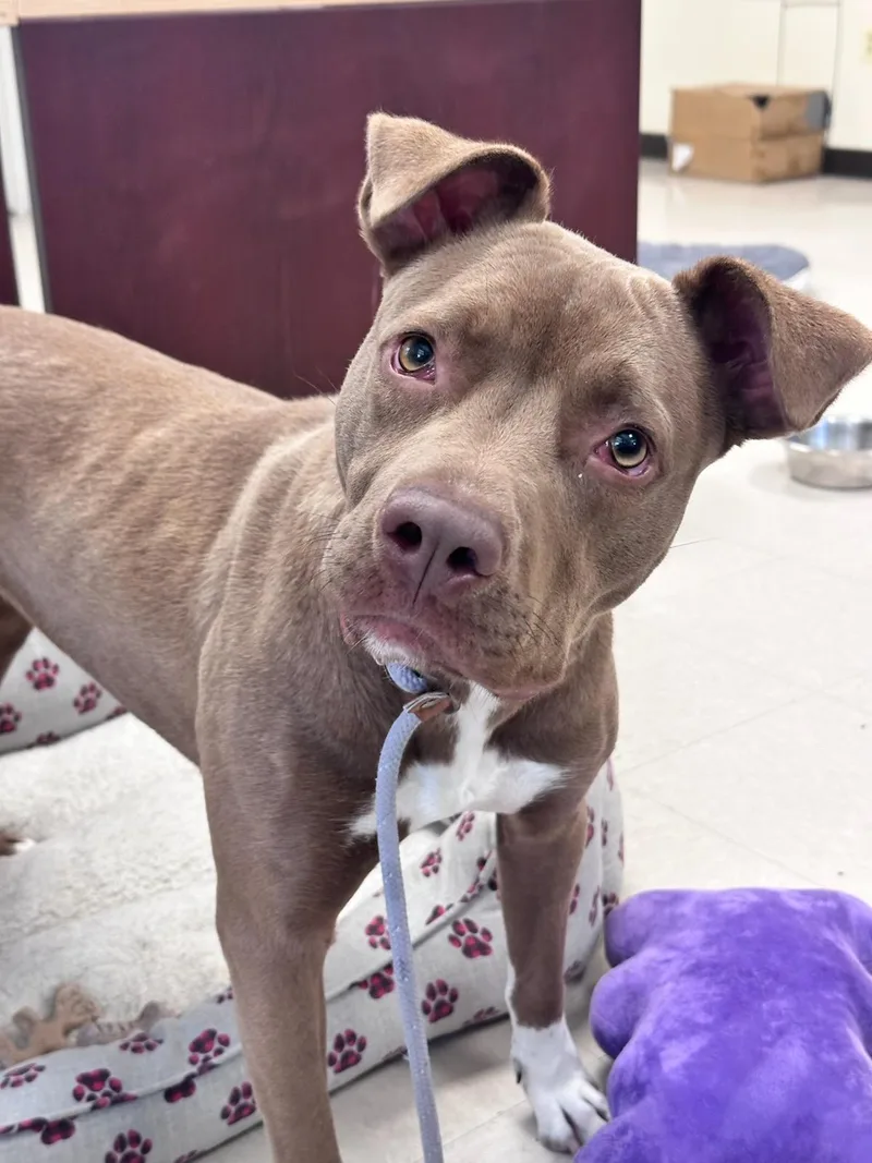 A young medium-sized female Brown / Chocolate Pit Bull Terrier dog named Bella for adoption in Clayton, NJ