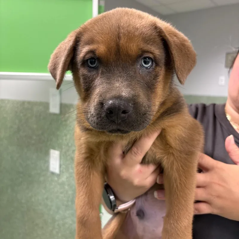 A baby small-sized male Chow Chow dog named Usher for adoption in Calverton, NY