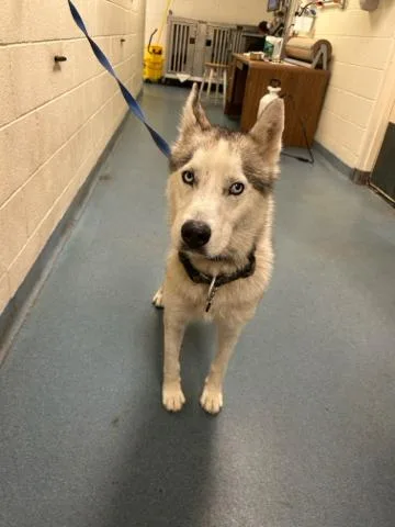 An adult medium-sized male Mixed Breed dog named Kylo for adoption in West Palm Beach, FL