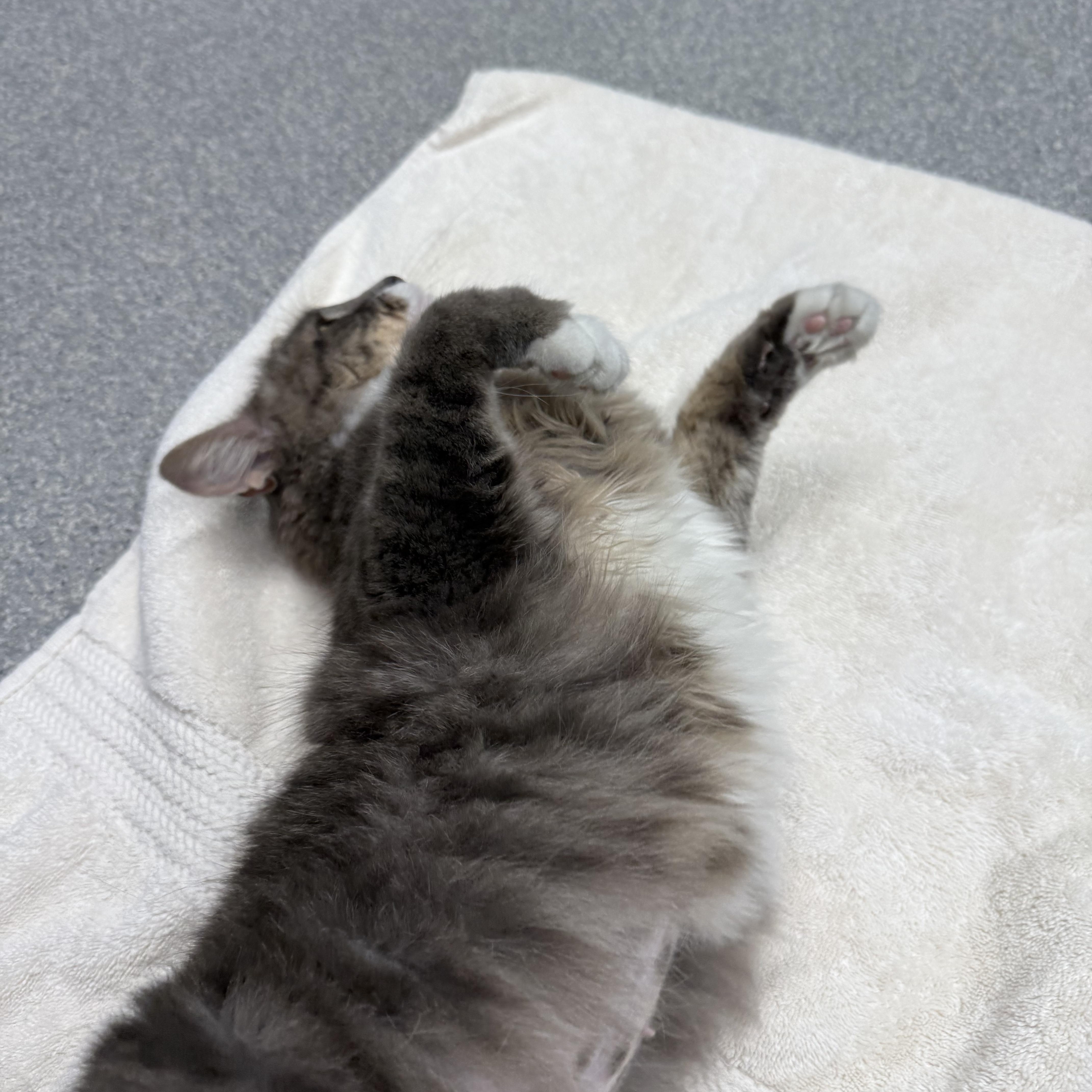 A young medium-sized female Tabby (Gray / Blue / Silver) Domestic Long Hair cat named Darcy for adoption in Exeter, RI