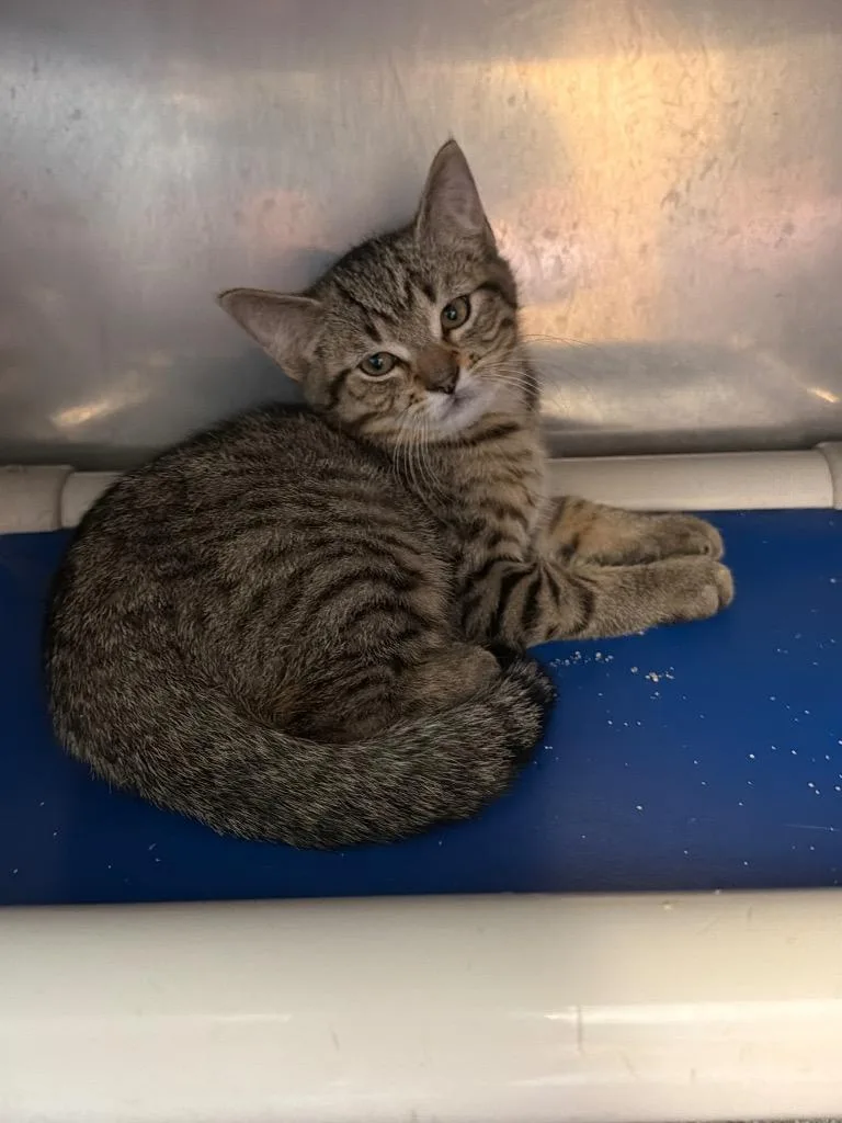 A baby small-sized male Domestic Short Hair cat named Squatch for adoption in Virginia, MN