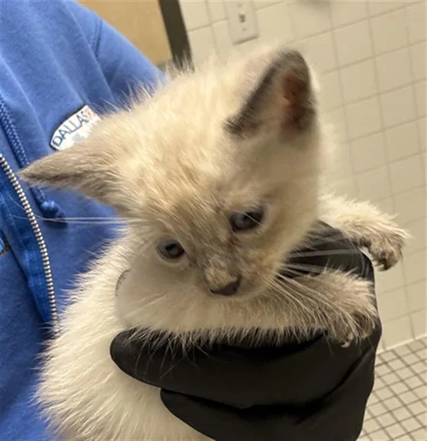 A baby medium-sized male Domestic Short Hair cat named Peter for adoption in Dallas, TX
