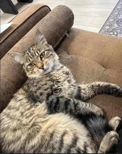 A young medium-sized male Brown / Chocolate Domestic Short Hair cat named Span Lee for adoption in Herndon, VA